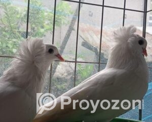 fitted-2025-11-04T115743.479_2025-11-04_11-59-13