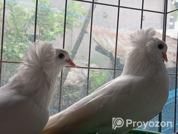 সাদা বোম্বাই কবুতর