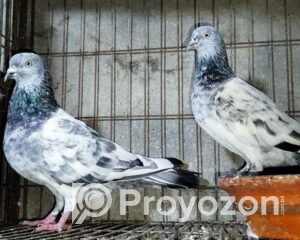 fitted-2025-11-04T154642.646_2025-11-04_15-47-52