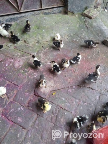 চিনা হাঁস বাচ্চা