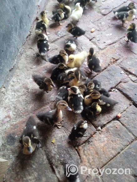 চিনা হাঁস বাচ্চা