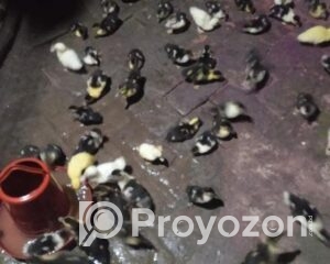 fitted-2025-11-05T092512.044_2025-11-05_09-26-50