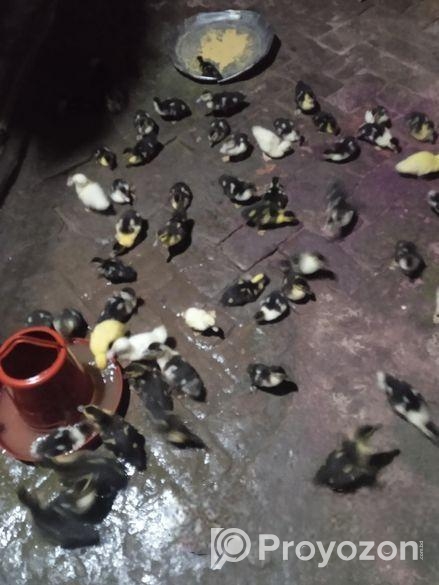 চিনা হাঁস বাচ্চা