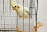 12 Month Female Lutino Cockatiel