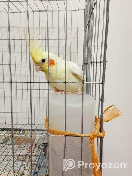 12 Month Female Lutino Cockatiel