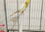 12 Month Female Lutino Cockatiel