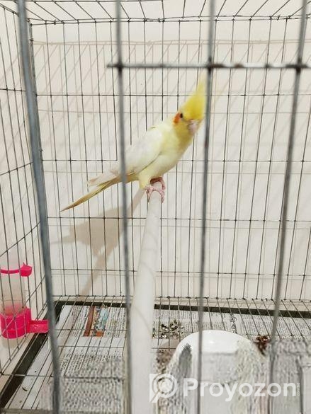 12 Month Female Lutino Cockatiel