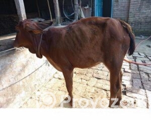 fitted-2025-11-05T095544.418_2025-11-05_09-57-13