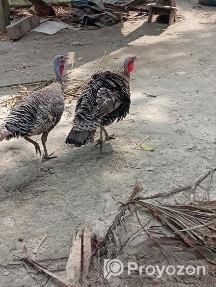 তারকি মুরগি মায়া