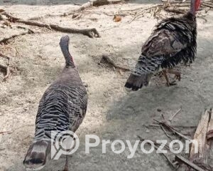 fitted-2025-11-05T103402.875_2025-11-05_10-35-30