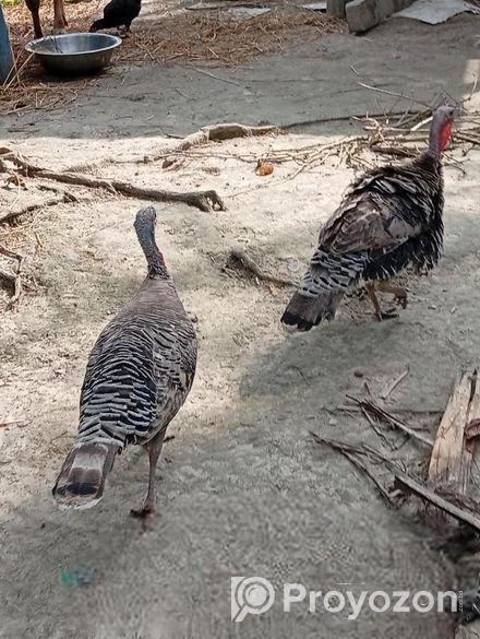 তারকি মুরগি মায়া