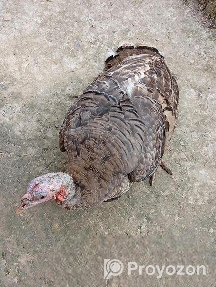 তারকি মুরগি মায়া