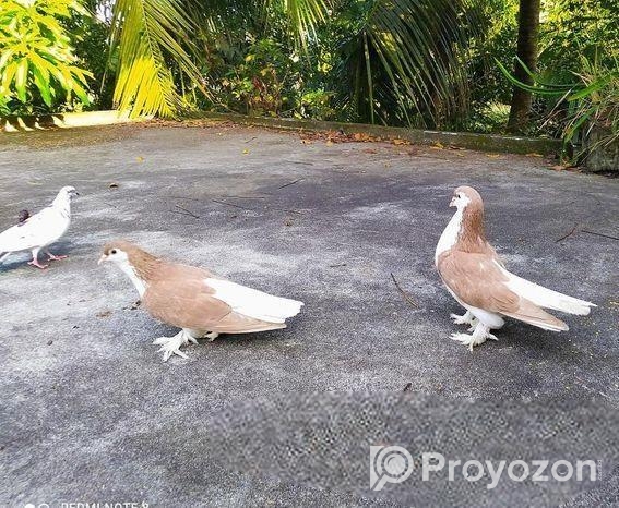 সিরাজি রানিং জোড়া