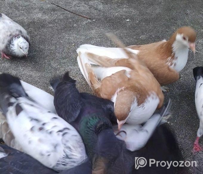 সিরাজি রানিং জোড়া