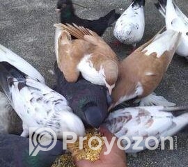 fitted-2025-11-05T103712.475_2025-11-05_10-38-27