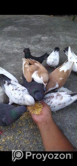 সিরাজি রানিং জোড়া