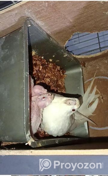 বাচ্চা সহ এলবিনো ককাটেল পেয়ার সেল হবে