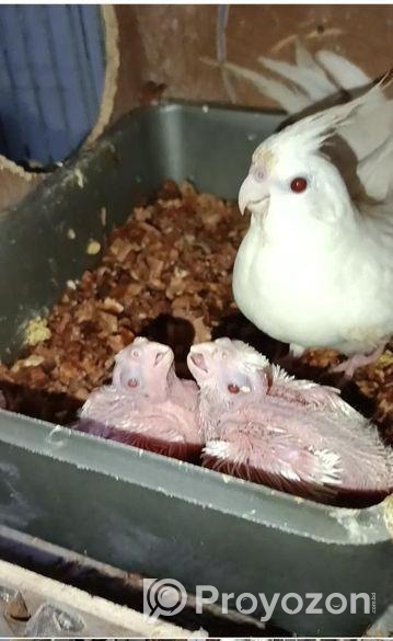 বাচ্চা সহ এলবিনো ককাটেল পেয়ার সেল হবে