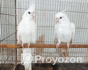 fitted-2025-11-05T112043.458_2025-11-05_11-22-00