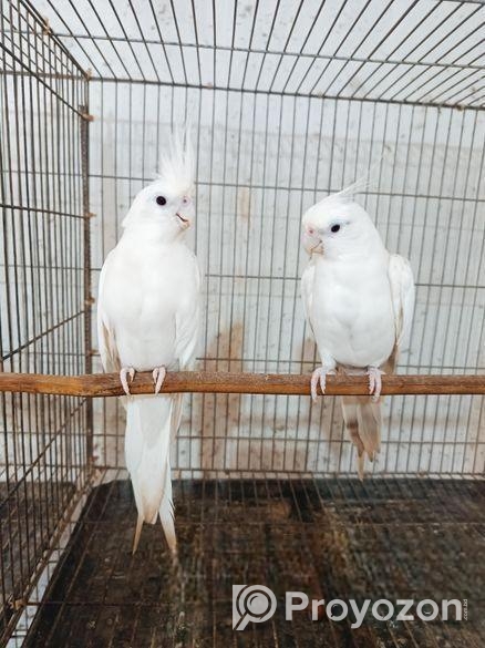 বাচ্চা সহ এলবিনো ককাটেল পেয়ার সেল হবে