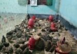 কোয়েল পাখির বাচ্চা বিক্রি ।