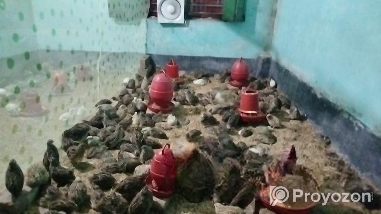 কোয়েল পাখির বাচ্চা বিক্রি ।
