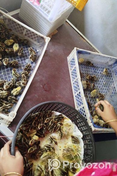 কোয়েল পাখির বাচ্চা বিক্রি ।