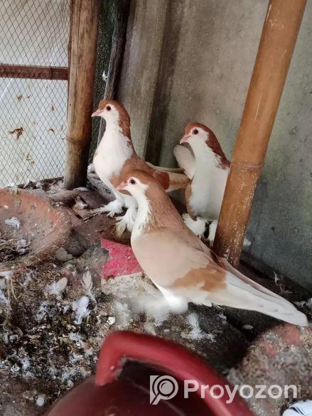 কবুতর বিক্রি হবে