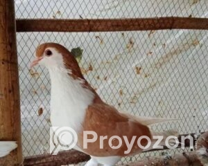 fitted-2025-11-05T115748.509_2025-11-05_11-58-57