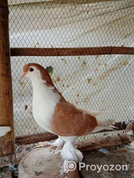 কবুতর বিক্রি হবে