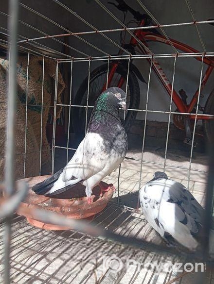 ২ জোরা টেডি বাচ্চাসহ খাঁচাসহ বিক্রি হবে