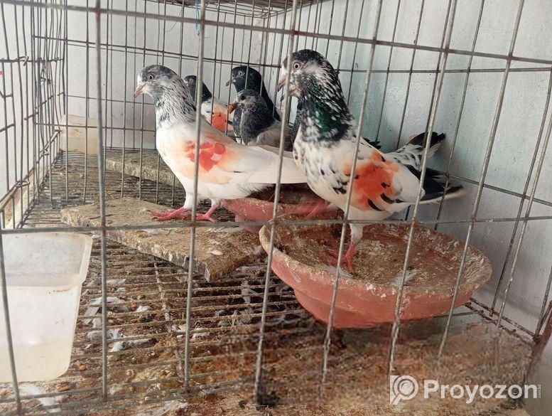 ২ জোরা টেডি বাচ্চাসহ খাঁচাসহ বিক্রি হবে