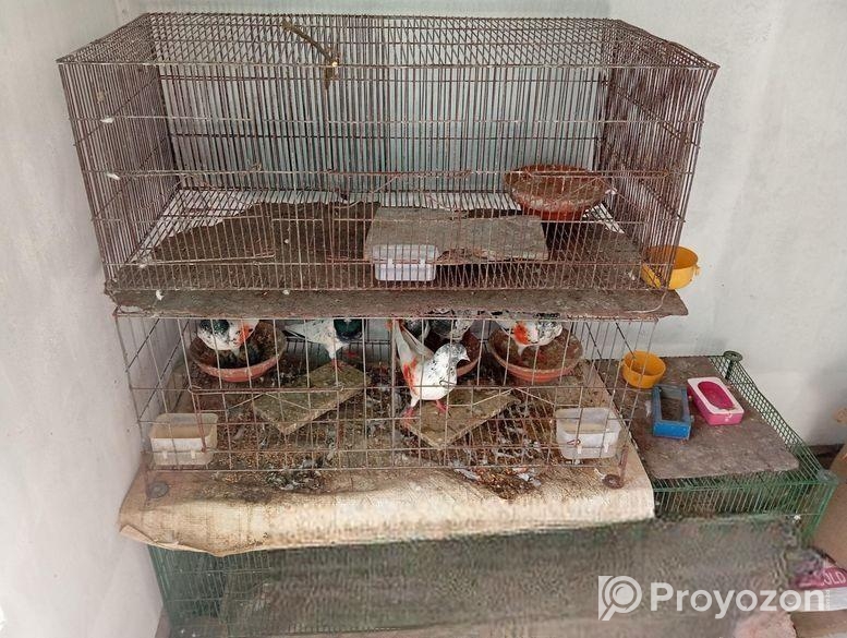 ২ জোরা টেডি বাচ্চাসহ খাঁচাসহ বিক্রি হবে