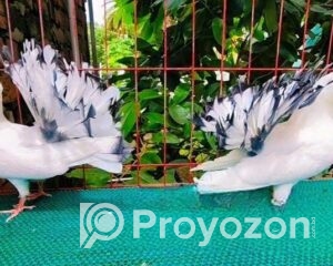 fitted-2025-11-05T122616.619_2025-11-05_12-27-45