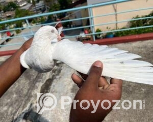 fitted-2025-11-05T123112.976_2025-11-05_12-32-28