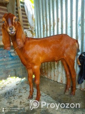 বিটল খাসি