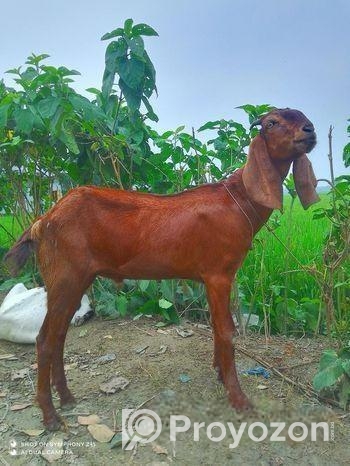 বিটল খাসি