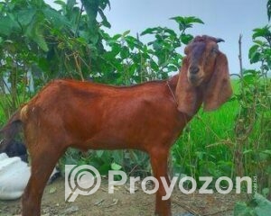 fitted-2025-11-05T222224.187_2025-11-05_22-24-45