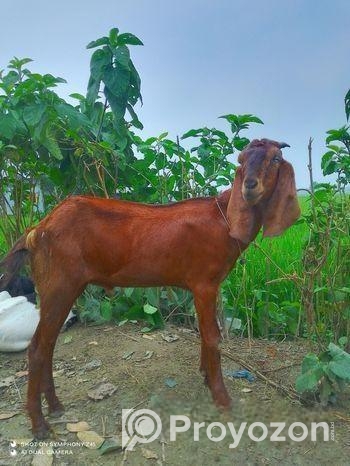 বিটল খাসি