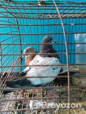 ১ জোড়া গিরিবাজ