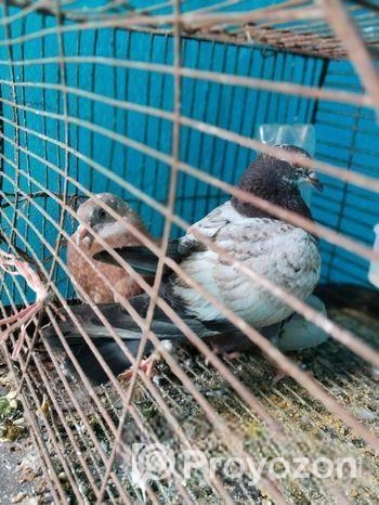 ১ জোড়া গিরিবাজ