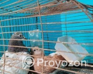 fitted-2025-11-05T222659.016_2025-11-05_22-27-40