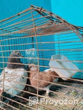 ১ জোড়া গিরিবাজ