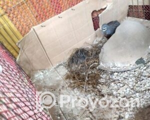 fitted-2025-11-05T225313.702_2025-11-05_22-53-32