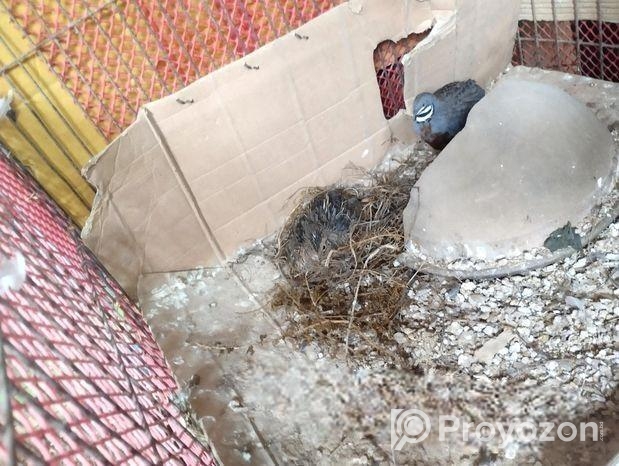 কিং কোয়েল রানিং পাখি King Quail Running Pear