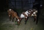 রাম ছাগল বিক্রি হবে