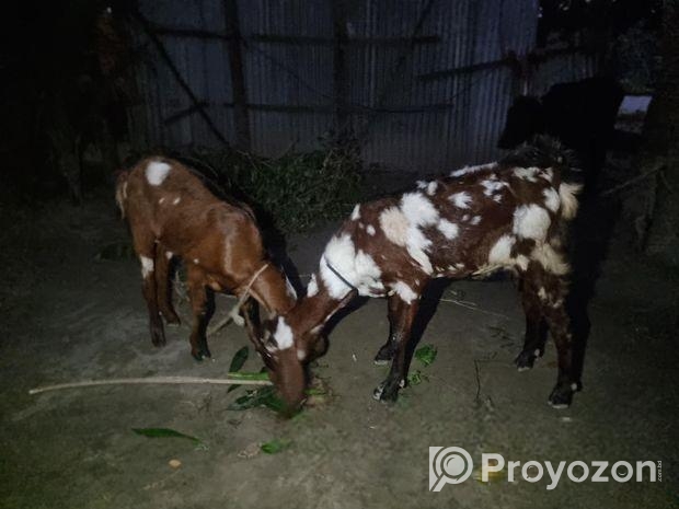 রাম ছাগল বিক্রি হবে