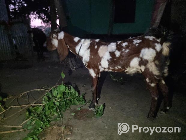 রাম ছাগল বিক্রি হবে
