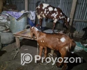 fitted-2025-11-05T225406.599_2025-11-05_22-57-10