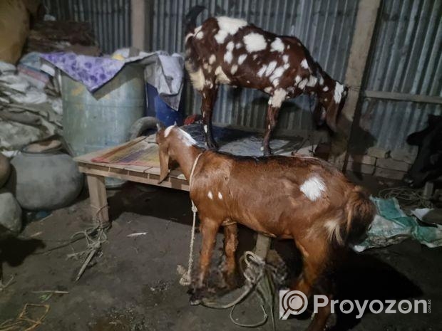 রাম ছাগল বিক্রি হবে